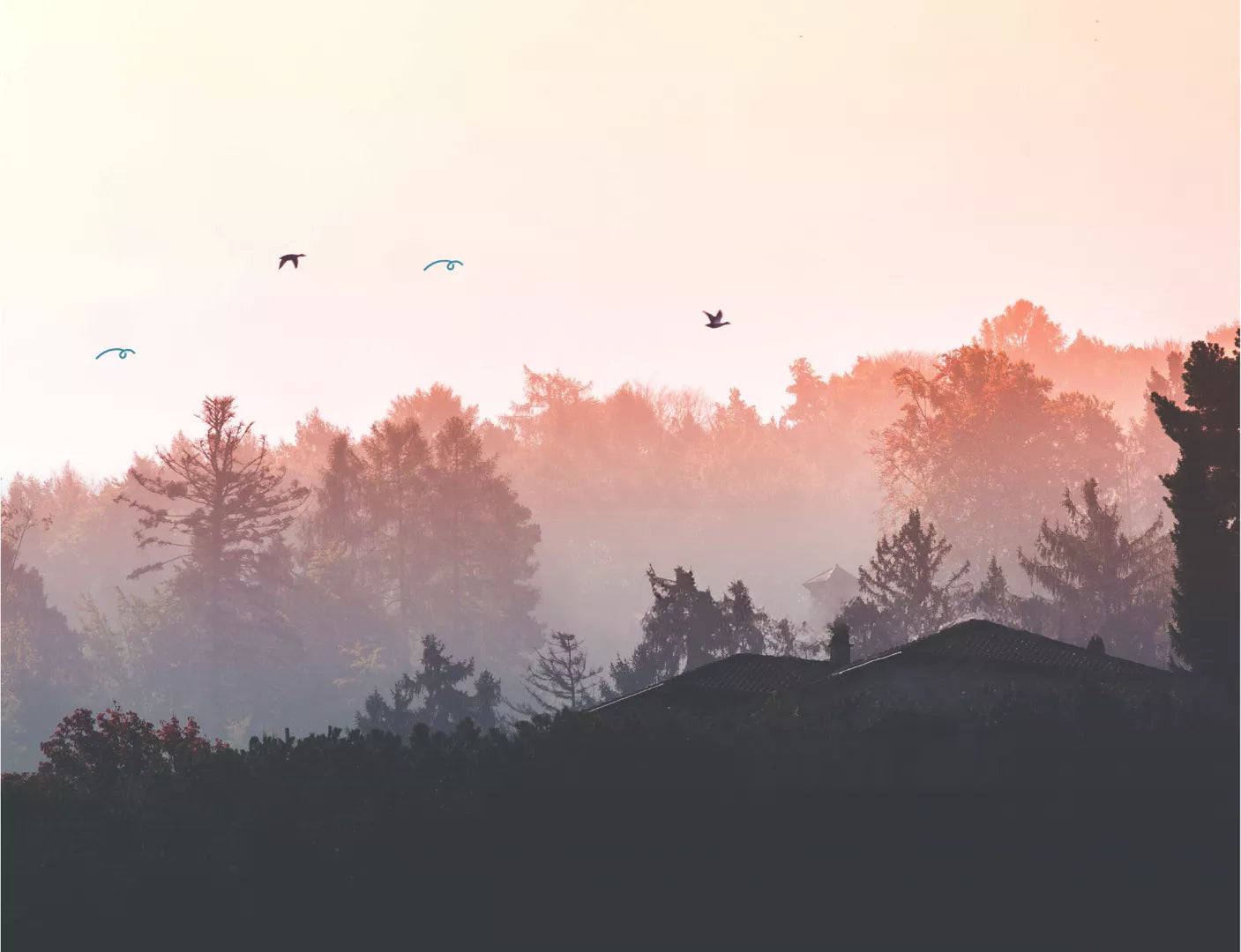 Forest at sunrise with ducks flying 